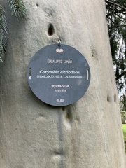 Corymbia citriodora