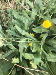 Calendula arvensis
