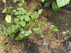 Praxelis clematidea