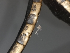 Culex quinquefasciatus