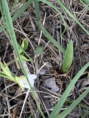 Justicia anagalloides