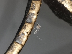 Culex quinquefasciatus