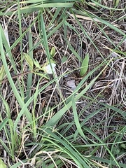 Justicia anagalloides