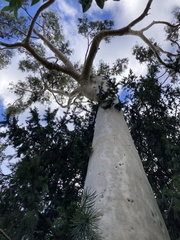 Corymbia citriodora