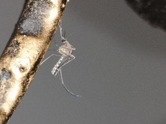 Culex quinquefasciatus