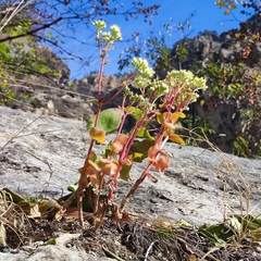 Hylotelephium caucasicum