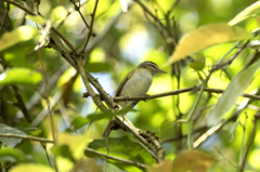 Vireo chivi