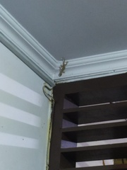 Hemidactylus platyurus