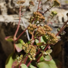 Hylotelephium caucasicum