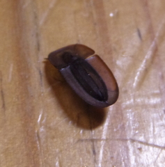 Cossyphus hoffmannseggi