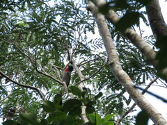 Pachyramphus aglaiae