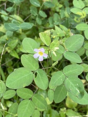 Oxalis barrelieri