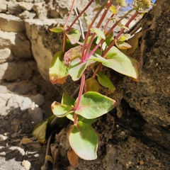 Hylotelephium caucasicum