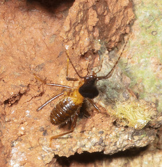 Constrictotermes cavifrons