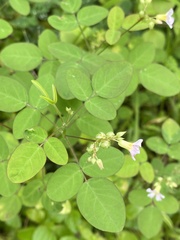 Oxalis barrelieri