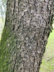 Tracheophyta