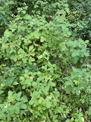 Oxalis barrelieri