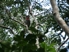 Pachyramphus aglaiae