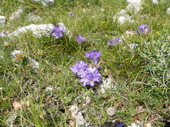 Edraianthus tenuifolius