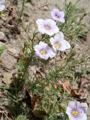 Nierembergia linariifolia