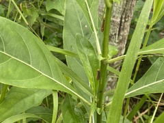 Bothrogonia addita