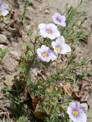 Nierembergia linariifolia
