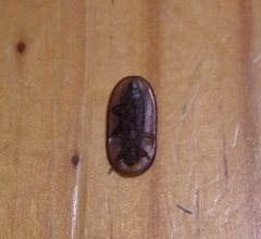 Cossyphus hoffmannseggi