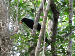 Cyanocorax yucatanicus