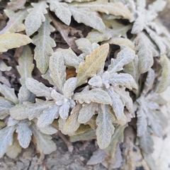 Salvia canescens