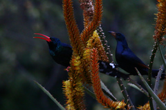 Phoeniculus purpureus marwitzi