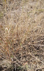 Echinochloa colona