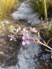 Heliophila linearis linearifolia