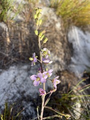 Heliophila linearis linearifolia