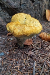 Phaeolus schweinitzii