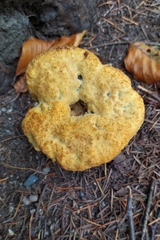 Phaeolus schweinitzii