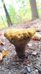 Phaeolus schweinitzii