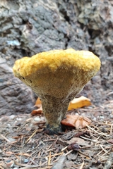 Phaeolus schweinitzii