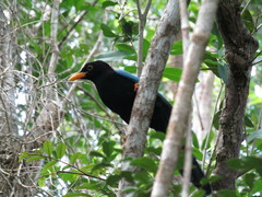 Cyanocorax yucatanicus