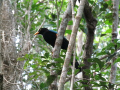 Cyanocorax yucatanicus