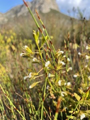 Eulophia tristis