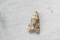 Eoparargyractis plevie