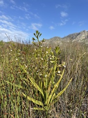 Eulophia tristis