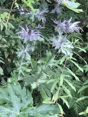 Eryngium alpinum