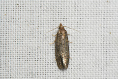 Phtheochroa