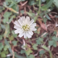 Hypochaeris albiflora