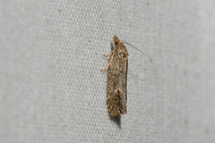 Phtheochroa
