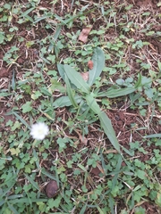 Hypochaeris albiflora