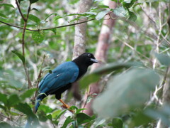 Cyanocorax yucatanicus