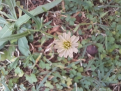 Hypochaeris albiflora