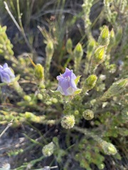Roella ciliata